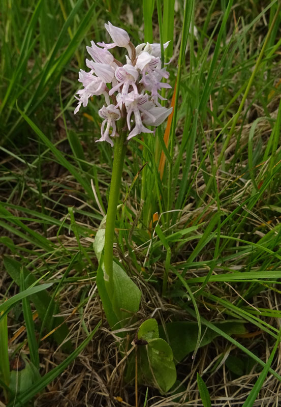 tutte Orchis militaris ?.....s !